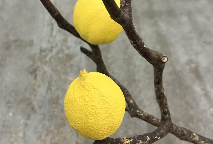 Lemontree